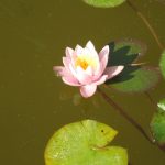 Лилия в пруду